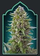 00 Seeds Bank Auto Northern Lights