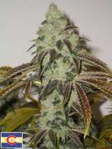 303 Seeds Aspen OG