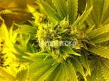 710 Genetics Leonarda