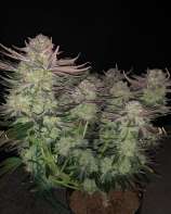 7 East Genetics Grape Dragon