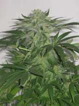 ABC Seeds Austrian Queen