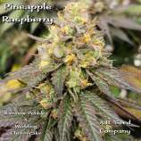 A.B. Seed Company Pineapple Raspberry