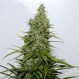 Abraxas Seeds Durban Delight