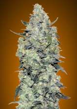 Advanced Seeds Auto Critical Mass