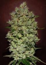 Advanced Seeds Bio Diesel Mass