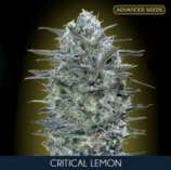 Advanced Seeds Critical Lemon