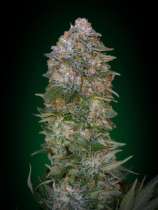 Advanced Seeds Critical Soma