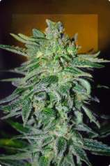 Advanced Seeds Haze Mist