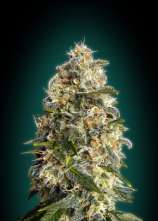 Advanced Seeds Heavy Bud