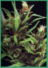 African Seeds Durban Poison