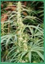 African Seeds Swazi Skunk