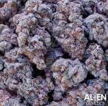 Alien Genetics Apple Pie