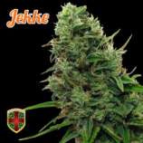 All-in Medicinal Seeds Jekke