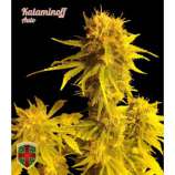All-in Medicinal Seeds Kalaminoff Auto