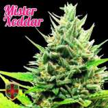 All-in Medicinal Seeds Mister Xeddar