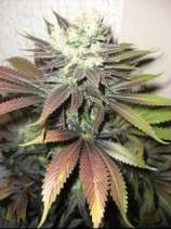 All Star Genetics Kaligria