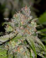 Alpine-Seeds Sweet Tooth 3 BX1