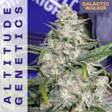 Altitude Genetics Galactic Walker