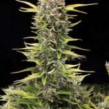 Amaranta Seeds K.O. Haze