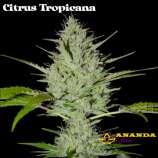 Ananda Seeds Citrus Tropicana