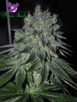 Anesia Seeds Fast Caramelic