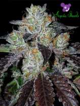 Anesia Seeds Purple Domina