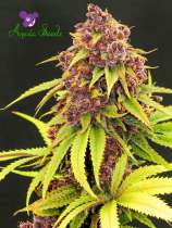 Anesia Seeds Purps OG