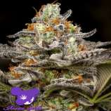 Anesia Seeds Sleepy Joe