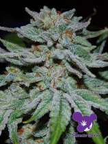 Anesia Seeds Slurricane