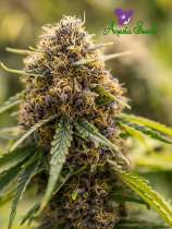 Anesia Seeds True Gold OG