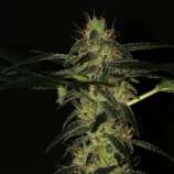 Annibale Genetics Mountain Hashplant