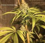 Antenna Seeds Chemdawg Haze