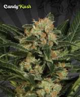 Auto Seeds Candy Kush