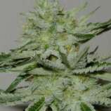 BCN Seeds Fat Man