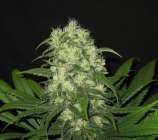 B.I.G. Seeds Critical Raskera