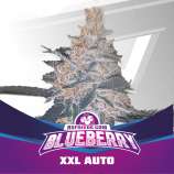 BSF Seeds Blueberry XXL Auto