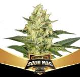 BSF Seeds Sour Mac