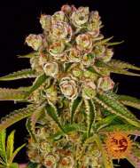 Barneys Farm Kush Mintz