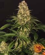 Barneys Farm Tropicanna Banana