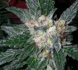 Barneys Farm Violator Kush