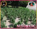 Big Buddha Seeds Automatic