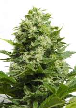 Big Buddha Seeds Cheese