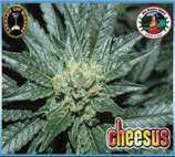 Big Buddha Seeds Cheesus