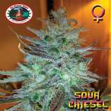 Big Buddha Seeds Sour Chiesel