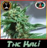 Big Buddha Seeds The Kali