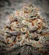 Big Dog Exotic Cannabis Seeds O-ZEE Truffellz