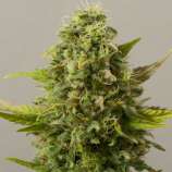 Black Skull Seeds Critical Ryder