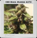 Blim Burn Seeds Black Mamba Auto CBD