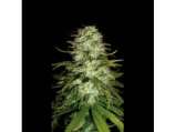 Blim Burn Seeds CR+