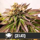 Blim Burn Seeds Gelato